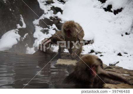 Jigokudani野生猴子公園只在世界上進入溫泉的猴子 39746488