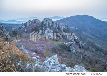 杜鵑花，juza山，康津縣，全南 39746579