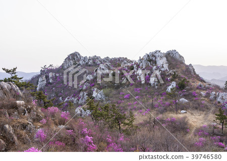 杜鵑花,juza山,康津縣,全南 杜鵑花,juza山,康津縣,全南 39746580