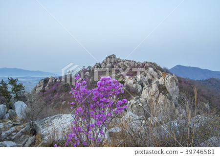 杜鵑花，juza山，康津縣，全南 39746581
