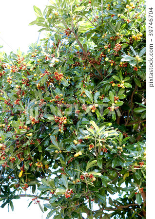 Seeds of tobella fruits and ruptured red mucus 39746704