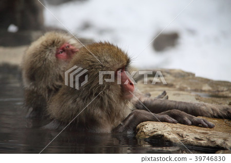 Jigokudani野生猴子公園只在世界上進入溫泉的猴子 Jigokudani野生猴子公園只在世界上進入溫泉的猴子 39746830