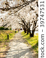 Cherry blossom park and road. Riding bicycle  39747531