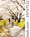 Cherry blossom park and road. Riding bicycle  39747532