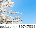 Cherry blossom with blue sky background template.  39747534