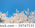 Cherry blossom with blue sky background template.  39747535