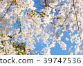 Cherry blossom with blue sky background template. 39747536
