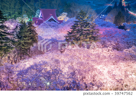 Cherry blossoms in Takahada Castle Park 39747562