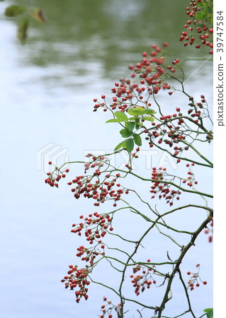 Wild autumn (Noybara) of autumn Wild autumn (Noybara) of autumn 39747584