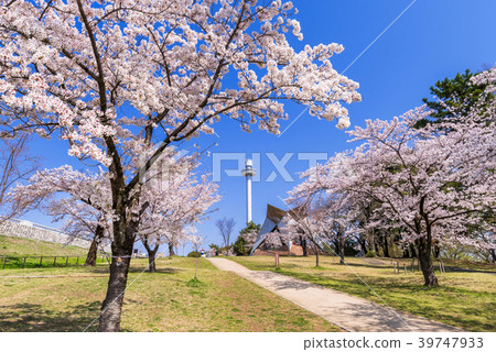 A slope leading to the cherry blossoming Sayama Park embankment A slope leading to the cherry blossoming Sayama Park embankment 39747933