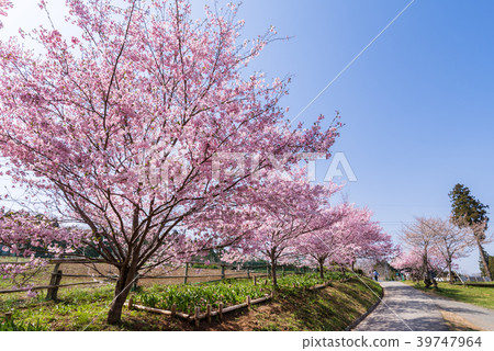 Cherry blossoms in Chichibu City, Saitama Prefecture, Sheep Mountain Park Cherry blossoms in Chichibu City, Saitama Prefecture, Sheep Mountain Park 39747964
