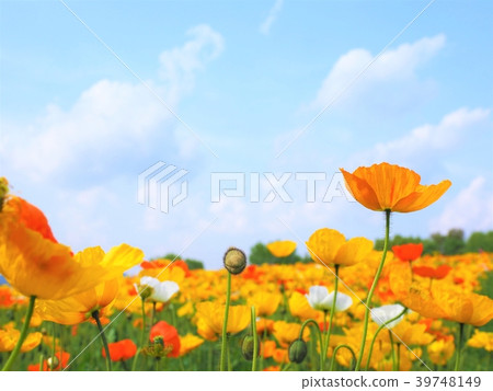 世博紀念公園罌粟博覽會 39748149