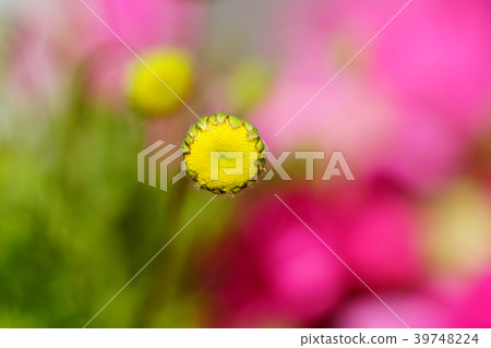 花螢火蟲花 花螢火蟲花 39748224