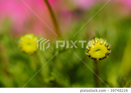 Flower fireflies flower 39748226