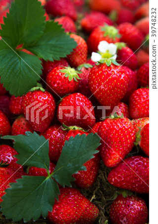 Lots of fresh strawberries spread on one side Lots of fresh strawberries spread on one side 39748232
