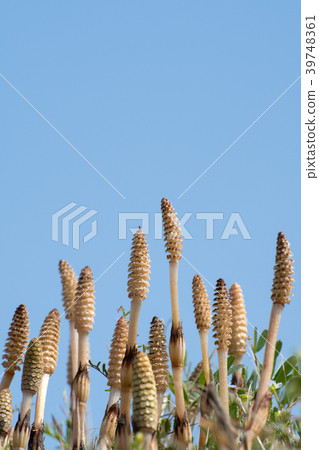 Copy space of flock of blue sky growing with force 39748361