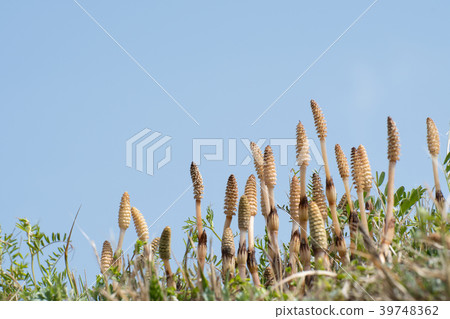 複製生長與力量的藍天群的空間 39748362