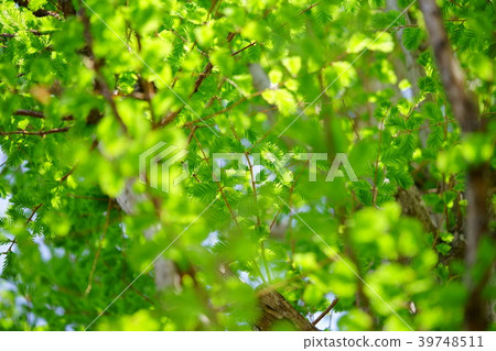 Fresh green of Metasequoia 39748511