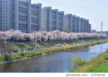 Cherry blossoms along Yanasegawa River in Shiki City, Saitama Prefecture Cherry blossoms along Yanasegawa River in Shiki City, Saitama Prefecture 39748580