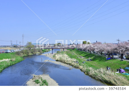 Yanase河的櫻花 Yanase河的櫻花 39748584