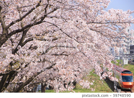 小田急浪漫車GSE和櫻花 小田急浪漫車GSE和櫻花 39748590