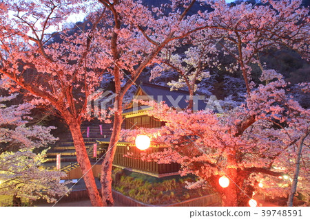 Yamanashi Iwatonyama night cherry blossom 39748591