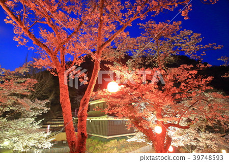 山梨縣Iwatonyama夜櫻花 山梨縣Iwatonyama夜櫻花 39748593