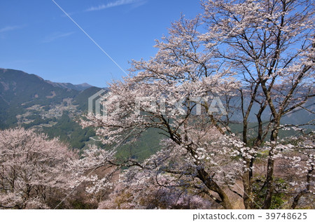 Gourd cherry tree 39748625