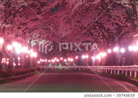 Cherry blossoms at night at Isanuma Park in Kawagoe City, Saitama Prefecture Cherry blossoms at night at Isanuma Park in Kawagoe City, Saitama Prefecture 39748639