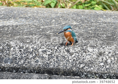 Kingfisher Kingfisher 39748652