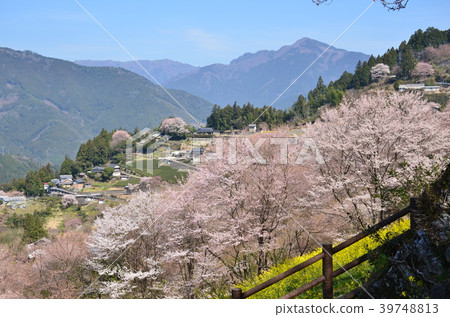 Ninodogawa鎮的春天 39748813