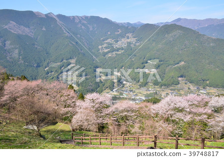 Ninodogawa鎮的春天 39748817