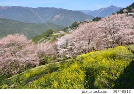 Spring of Ninodogawa Town Spring of Ninodogawa Town 39748818