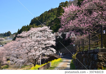 Ninodogawa鎮的春天 39748819