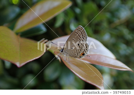 日本柏樹(鹿兒島縣) 日本柏樹(鹿兒島縣) 39749033