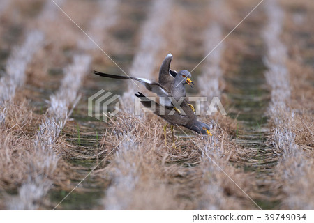 骨盆交配(山梨縣) 骨盆交配(山梨縣) 39749034