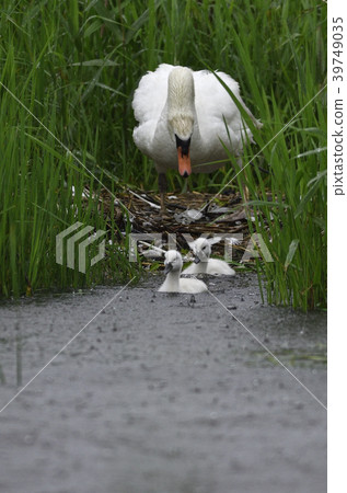 小天鵝的父母子女(青森縣) 小天鵝的父母子女(青森縣) 39749035