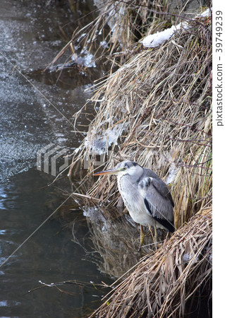 Heron standing in frozen river 39749239