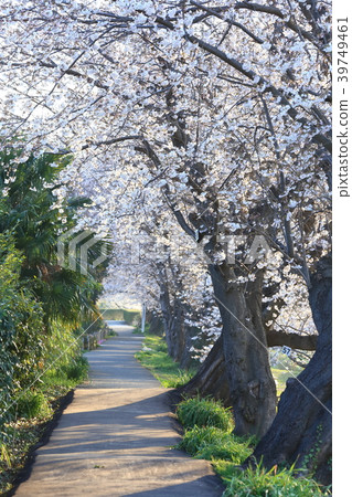 Cherry blossoms in Mikawa Park, Kanagawa Prefecture 39749461
