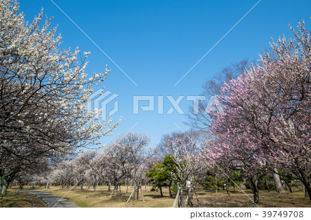 埼玉縣大宮第二公園bairin 照片素材 圖片 圖庫