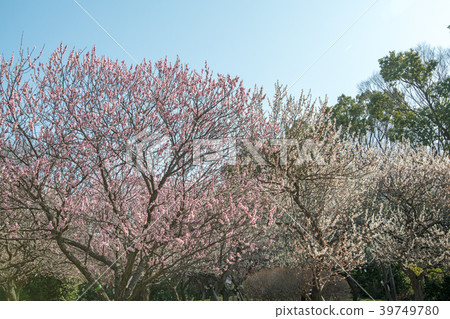 埼玉縣大宮第二公園bairin 照片素材 圖片 圖庫