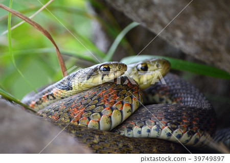 Yamakagashi 2 (Fukushima Prefecture) Yamakagashi 2 (Fukushima Prefecture) 39749897