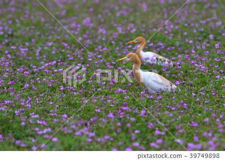 Egret in the field of lotus plant (Kagoshima Prefecture) 39749898