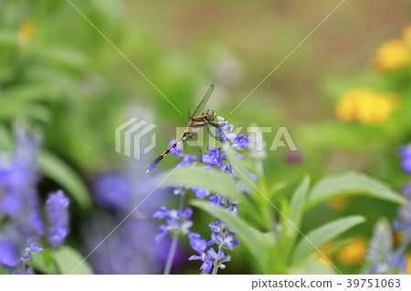 Dragonfly in the Raventer Field 39751063