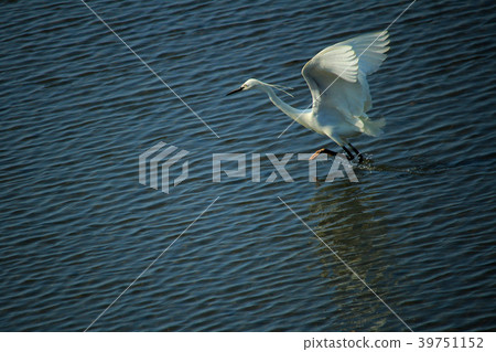鳥類,鳥類,鳥類,樺鳥,魚類餵養活動,台中,Yukari漁港,逆轉 鳥類,鳥類,鳥類,樺鳥,魚類餵養活動,台中,Yukari漁港,逆轉 39751152