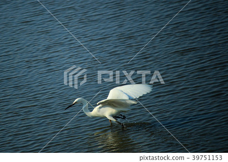 鳥類，鳥類，鳥類，樺鳥，魚類餵養活動，台中，Yukari漁港，逆轉 39751153