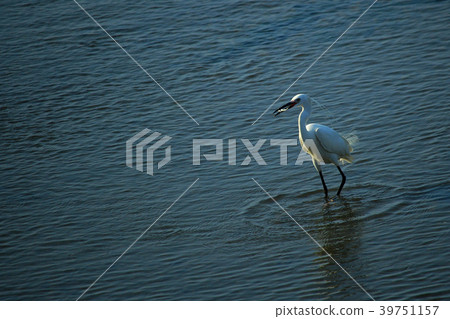 鳥類，鳥類，鳥類，樺鳥，魚類攝食行為，台中，洛陽漁港，抑鬱症，捕獲的小魚 39751157