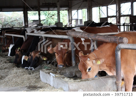 Cows of Takachiho ranch 39751713
