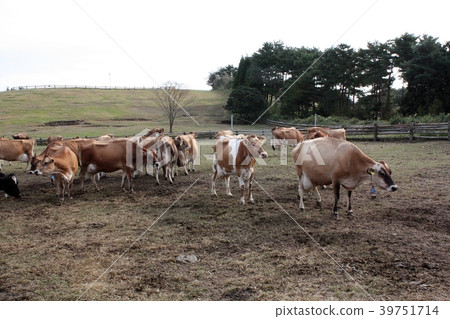 高千穗牧場的奶牛 高千穗牧場的奶牛 39751714