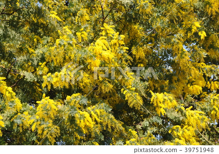 Mimosa's Yellow Flower 39751948
